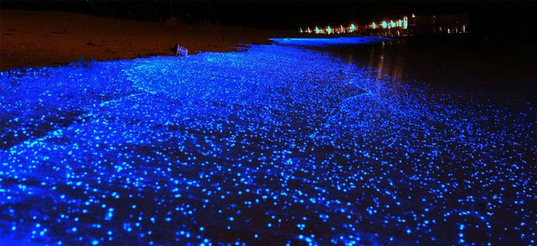 Luminous beach in Chabahar e1686330434787 - سواحل مکران نگین عمان