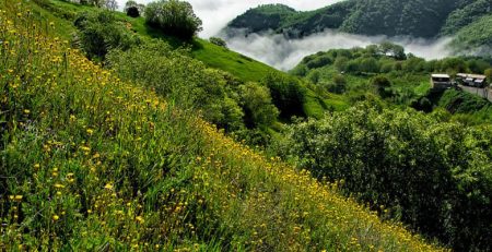 دشت گل بهار؛ سردشت