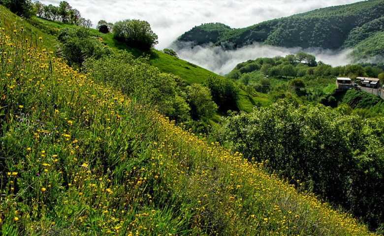 دشت گل بهار؛ سردشت